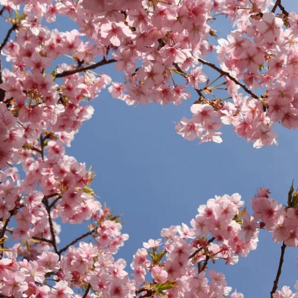 Vì Sao Mùa Anh Đào Quan Trọng Với Người Nhật? Triết Lý Mono No Aware Và Văn Hóa Hanami Thực Sự Là Gì