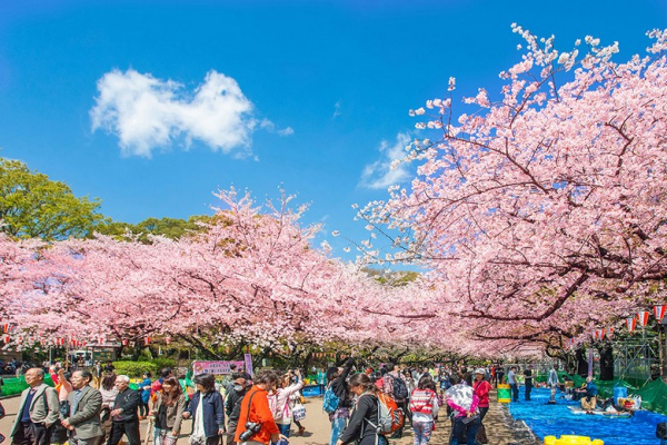 Công Viên Ueno Mùa Anh Đào Đẹp Thế Nào? Kinh Nghiệm Hanami Thực Tế Và Cách Đi Từ Trung Tâm Tokyo