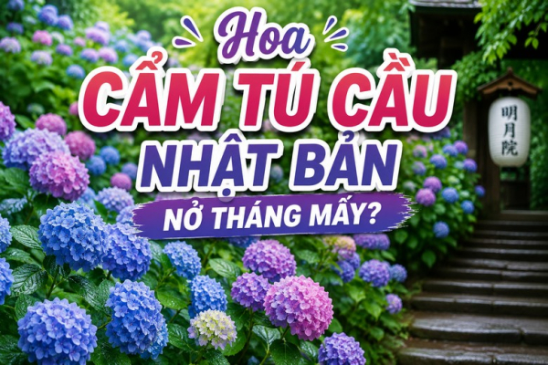 Hoa Cẩm Tú Cầu Nhật Bản Nở Tháng Mấy? Địa Điểm Đẹp Nhất, Góc Chụp Ảnh Đẹp