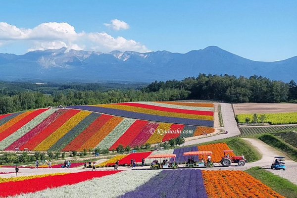 Đồi Hoa Oải Hương Furano Hokkaido Đẹp Đến Mức Nào? Thời Điểm Đẹp Nhất, Cách Đi Và Chi Phí Thực Tế