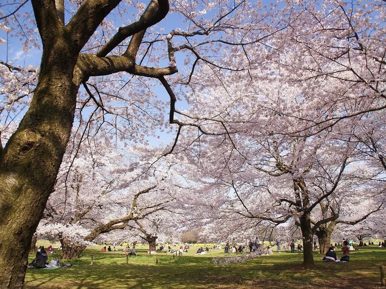 Bãi cỏ rộng và hoa anh đào ở vườn Shinjuku Gyoen