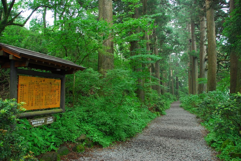 Rặng tuyết tùng cổ trên đường Tokkaido cũ gần bến Moto-Hakone