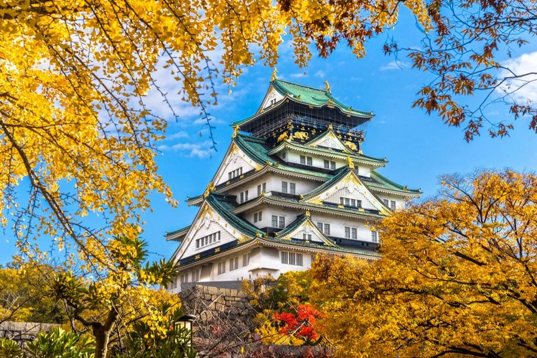  Lâu đài Osaka và hàng cây bạch quả vàng rực mùa thu tháng 11