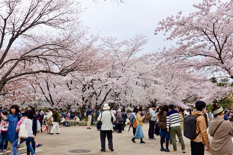 Lối đi Sakura-dori rợp hoa anh đào ở công viên Ueno