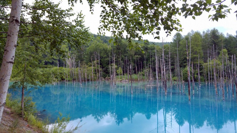 Hồ xanh Aoiike (Blue Pond) ở Biei
