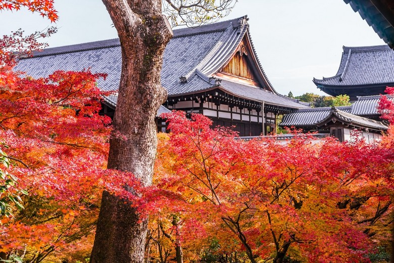 Cầu Tsutenkyo ở chùa Tofukuji giữa biển lá phong đỏ
