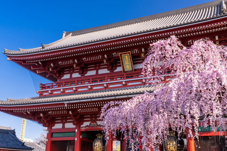 Đền Senso-ji mùa hoa anh đào