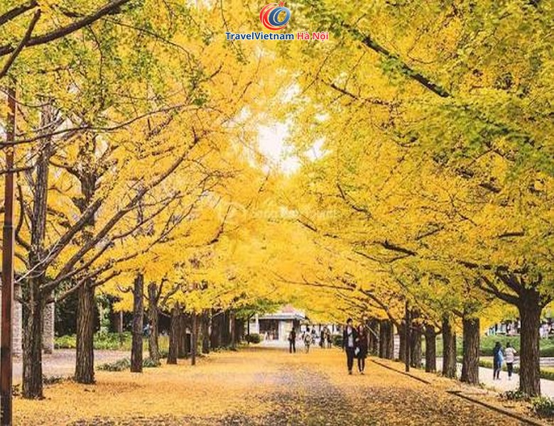 Hàng cây lá vàng Meiji Jingu Gaien