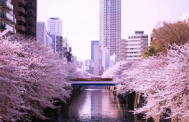 Hàng hoa anh đào dọc kênh đào Meguro, Tokyo