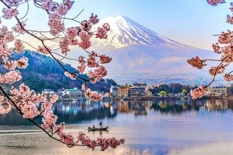 Hoa anh đào nở cạnh núi Phú Sĩ bên hồ Kawaguchiko