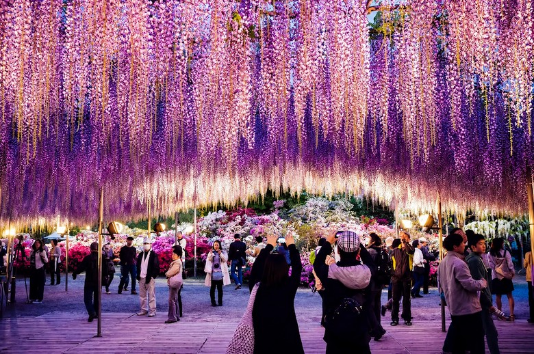 Hoa tử đằng Ashikaga Flower Park