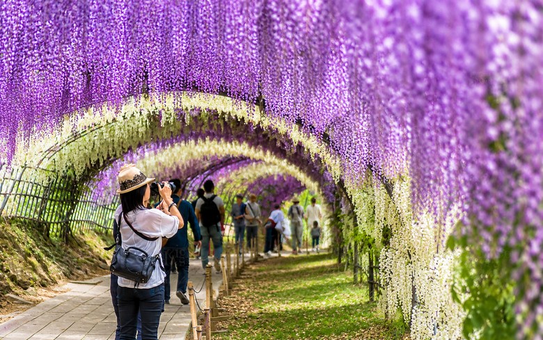 Du khách chụp ảnh bên đường hầm tử đằng trắng tại Kawachi Fuji Garden