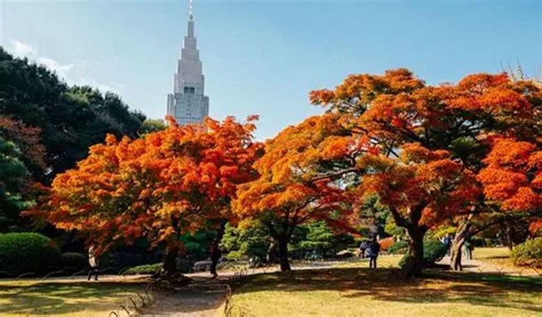 Lá phong đỏ mùa thu ở Shinjuku Gyoen