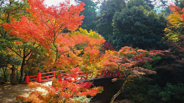 Lá đỏ ở công viên Momijidani trên đảo Miyajima