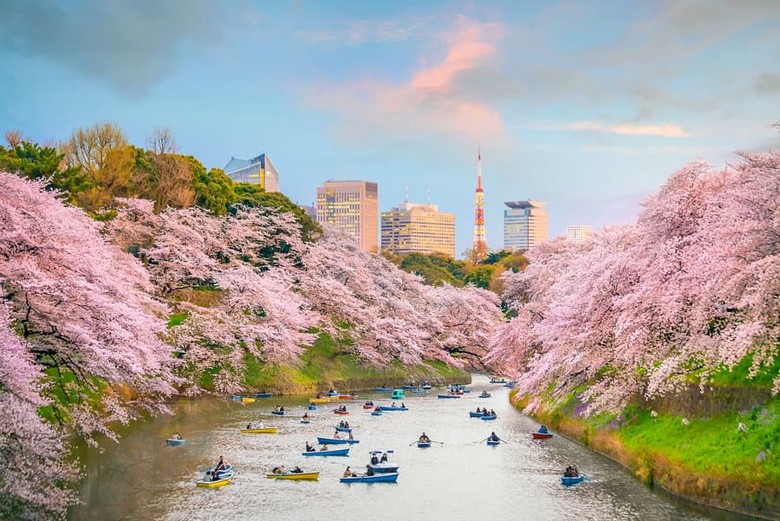 Công viên Shinjuku Gyoen mùa hoa anh đào nở rộ, có thể thấy rõ màu hồng của cây anh đào