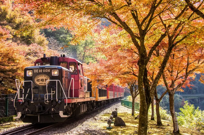 Tàu Sagano Romantic Train chạy qua hẻm núi Hozu mùa lá đỏ