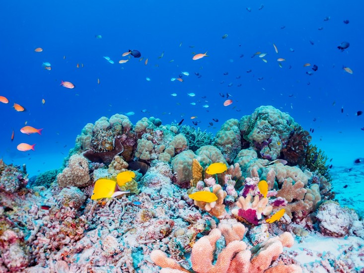  Bãi biển Okinawa nước xanh trong với san hô dưới nước
