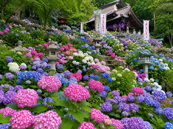 Vườn cẩm tú cầu bậc thang nhiều màu ở chùa Mimurotoji