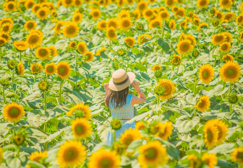 Cánh đồng hoa hướng dương ở Hokaido