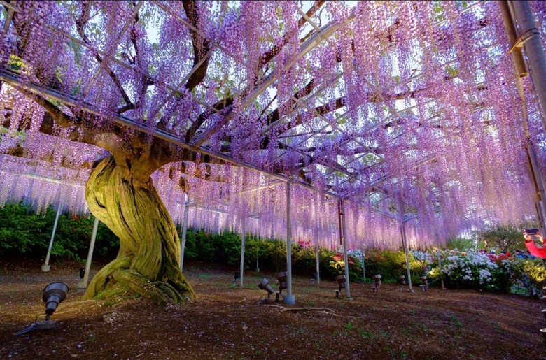 Cây tử đằng cổ thụ 150 năm tuổi tại Ashikaga Flower Park