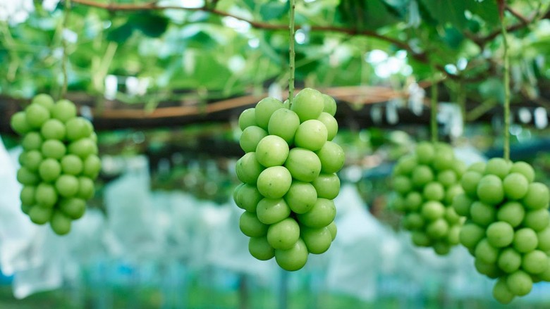 Chùm nho Shine Muscat chín mọng trên giàn