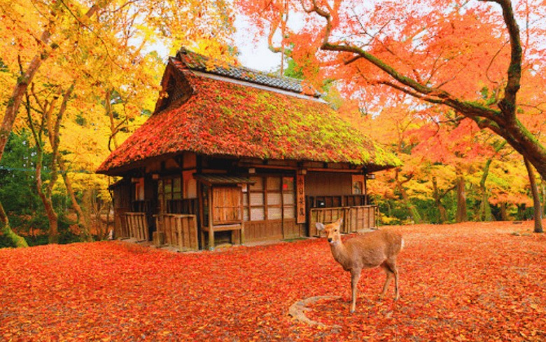 Hươu Nara dưới tán lá đỏ momiji mùa thu