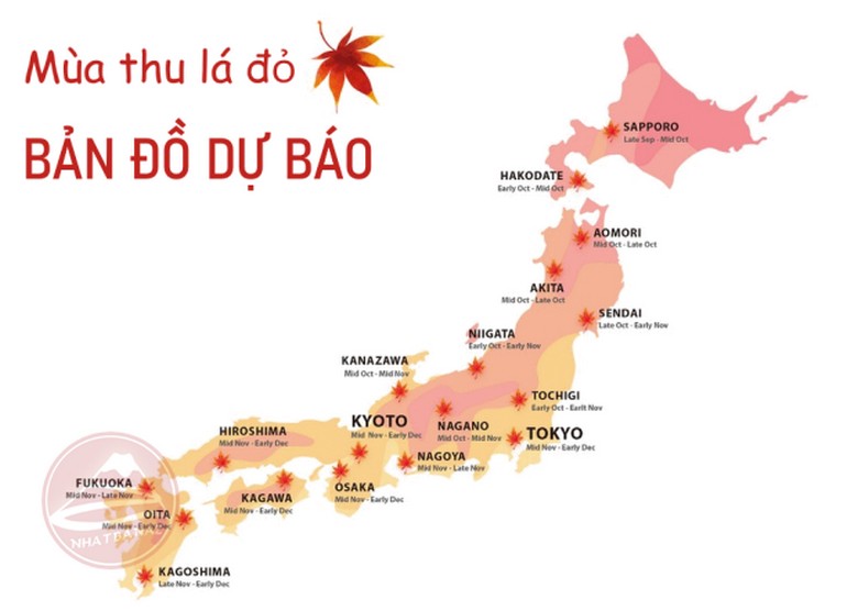 Bảng lịch lá đỏ theo tuần tại Kyoto - dạng infographic đơn giản