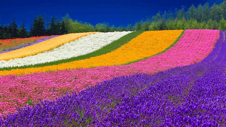 Cánh đồng hoa lavender tím rộng lớn tại Furano