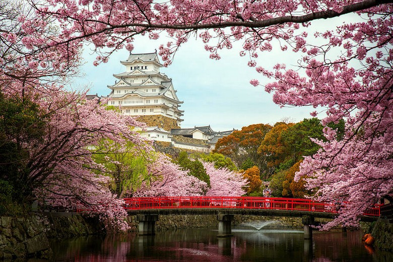  Tháp chính lâu đài Osaka nổi giữa biển hoa anh đào mùa xuân