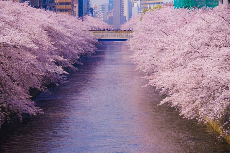 Hoa anh đào nở dọc bờ sông Meguro
