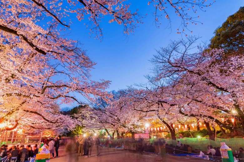 Hoa anh đào tại công viên Ueno Tokyo
