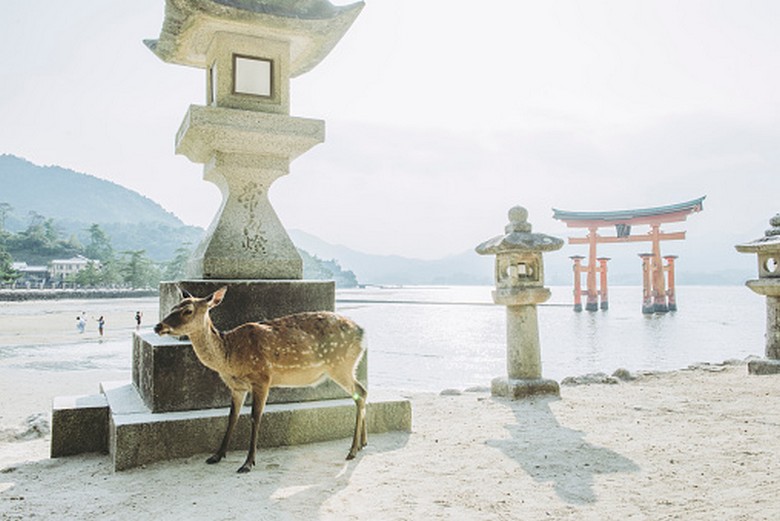 Nai dạo trên đảo Miyajima cạnh đền Itsukushima