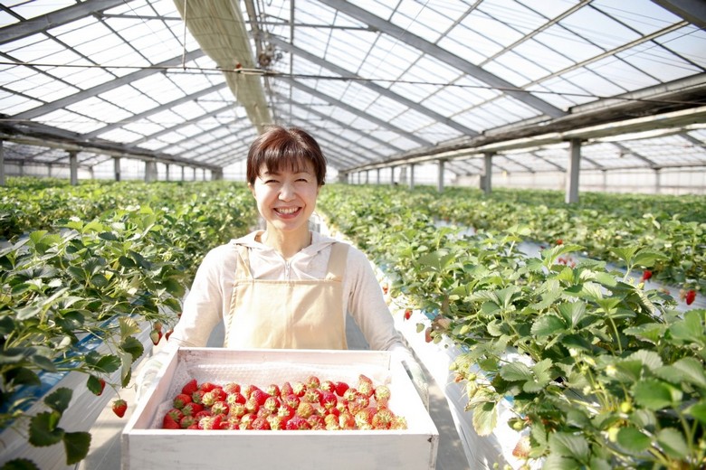 Du khách hái dâu tây trong nhà kính ở Nhật