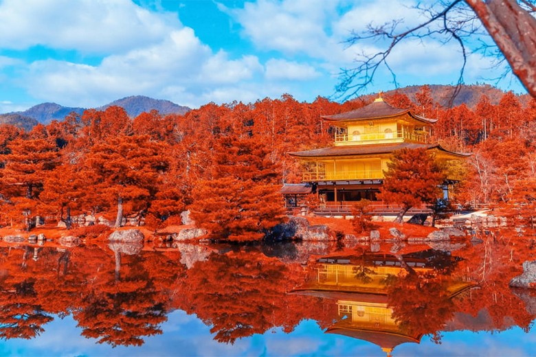 Kinkakuji giữa lá đỏ mùa thu cuối tháng 11
