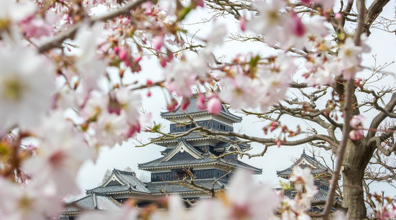Lâu đài Matsumoto giữa rừng hoa anh đào nở rộ tháng 4