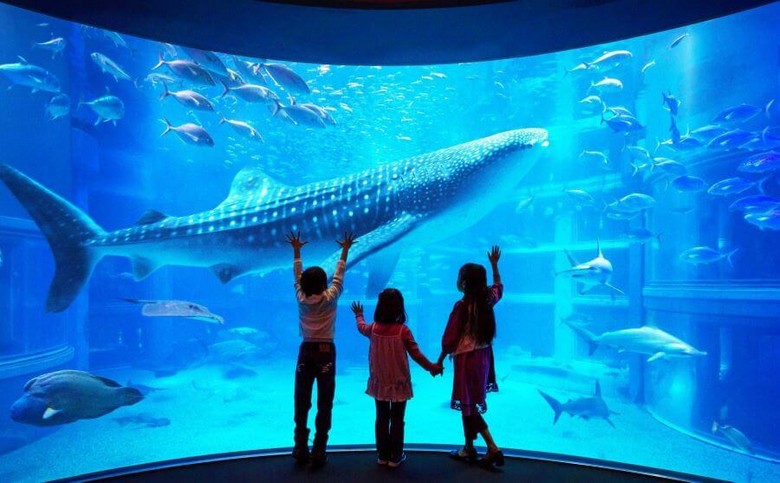 Cá mập voi khổng lồ trong bể chính của thủy cung Kaiyukan Osaka