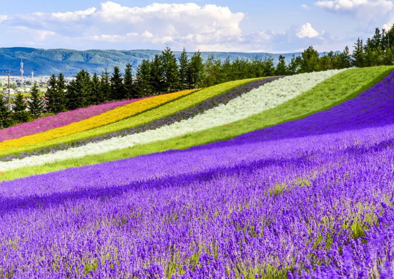 Cánh đồng hoa oải hương tím trải dài ở Furano, Hokkaido